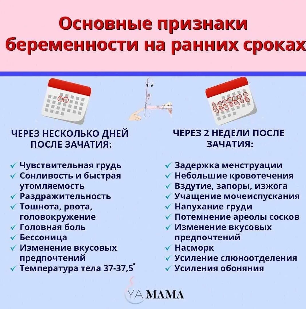 Через сколько после зачатия можно узнать
