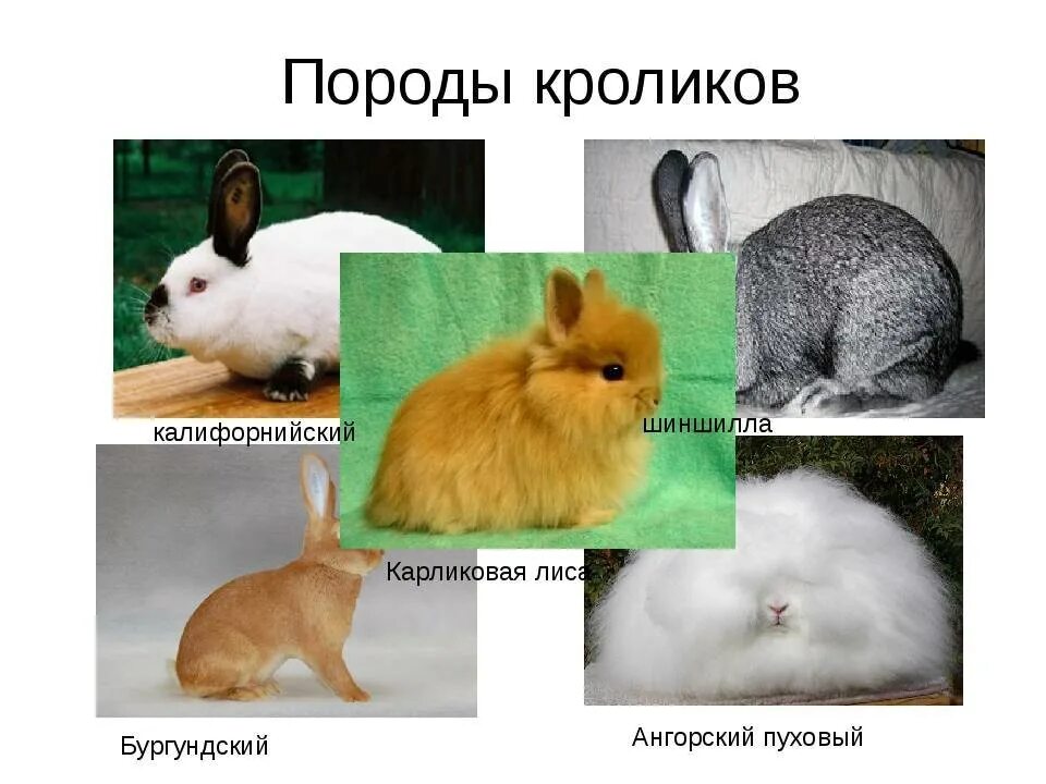 Какие породы домашних. Название пород кроликов. Породы кроликов с фотографиями и названиями. Породы домашних кроликов названия. Породы домашних кроликов с фотографиями и названиями.