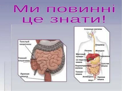 Прямая кишка тонкая кишка