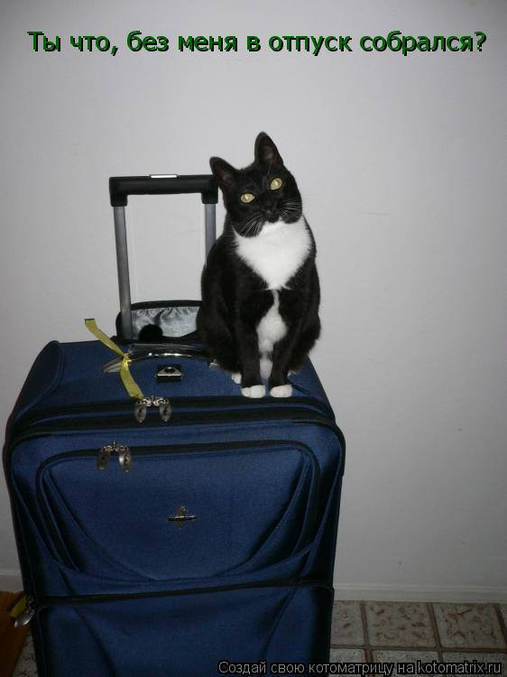 Будете без меня. С отпуском прикольные. Я В отпуске. Ушла в отпуск. Кот собирает чемодан.