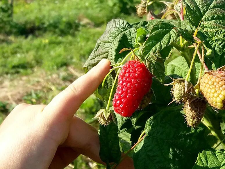 Лучшие сорта малины для сибири