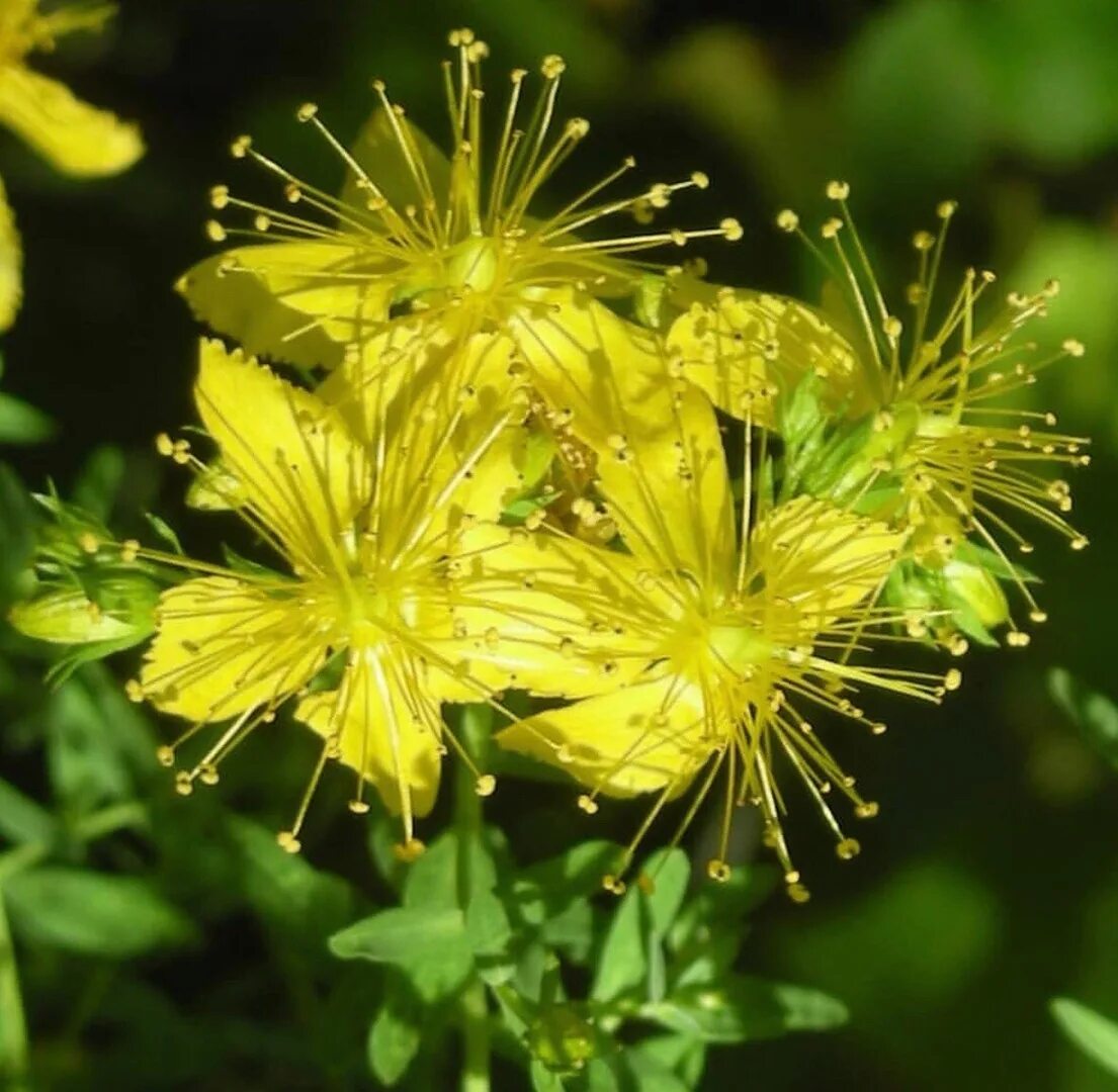 Зверобой продырявленный солнечный. Зверобой андрсеемум. Зверобой дата. Зверобой геблера. Зверобой густоцветковый баттеркап.
