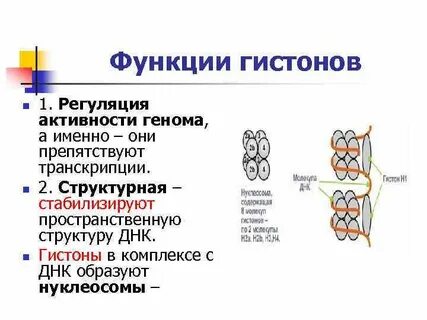 Белков хроматина