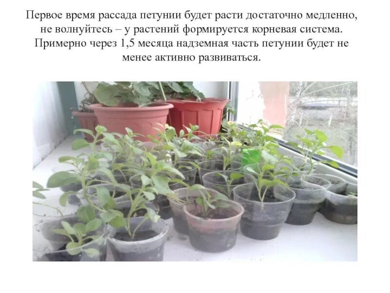 Почему медленно растет