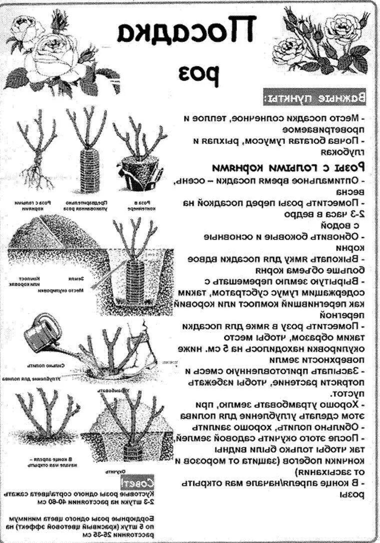 Как правильно садить розы