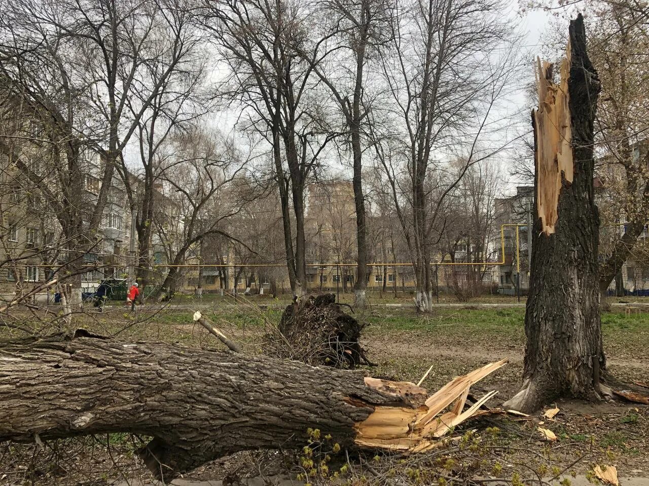 Погуляем ульяновск. Дерево ломается. Штормовой ветер. Они на деревьях. Шквалистый ветер.