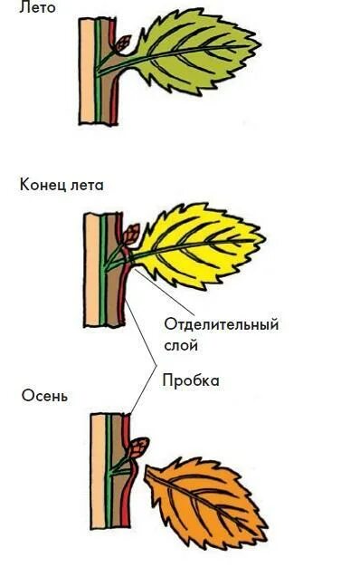 Выделение растений листопад урок. Образование отделительного слоя у листа при листопаде. Образование пробкового слоя у основания черешка листа. Схема опадания листьев. Механизм опадания листьев.