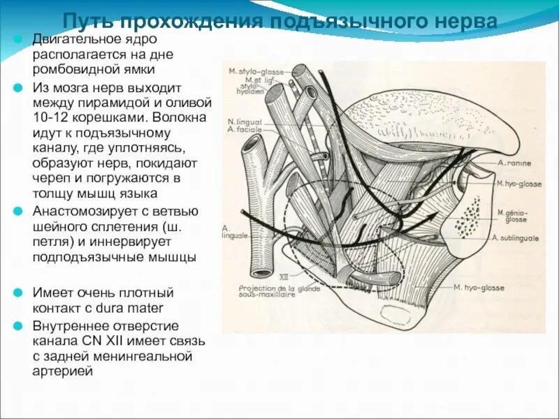 Поражение подъязычного нерва. Ядра подъязычного нерва. Канал подъязычного нерва. Путь подъязычного нерва. Двигательное ядро подъязычного нерва.