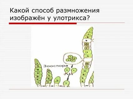Способ размножение водоросль улотрикс