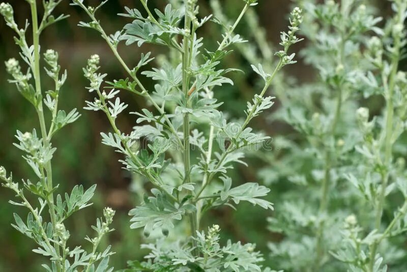 Артемизия фото. Полынь полукустарник. Полынь горькая (artemisia absinthium). Полынь беловатая. Артемизия фото.