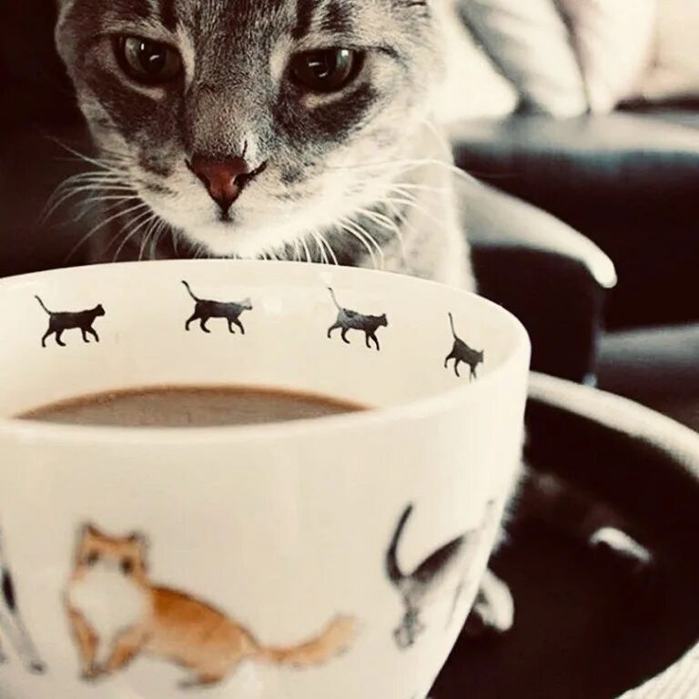 Кот с чашкой кофе. Кот и кофе. Доброе утро с котом и кофе. Доброе утро кот. Кот с чашкой кофе.