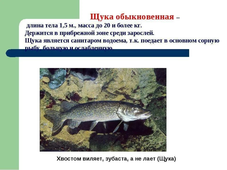 Известно что обыкновенная щука. Тип развития щуки обыкновенной. Щука длина тела. Щука обыкновенная строение. Характеристика щуки обыкновенной.