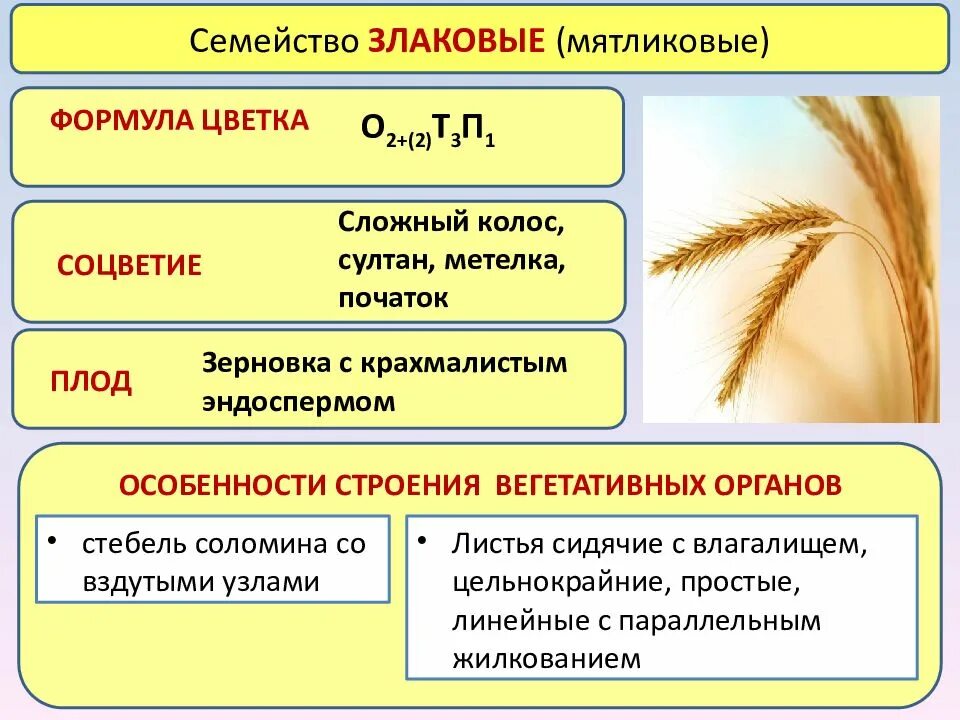 Злаковые описание. Семейство злаки Мятликовые формула. Семейство злаковые 6 класс биология таблица. Семейство злаковые формула соцветие плод. Злаковые Мятликовые формула цветка.