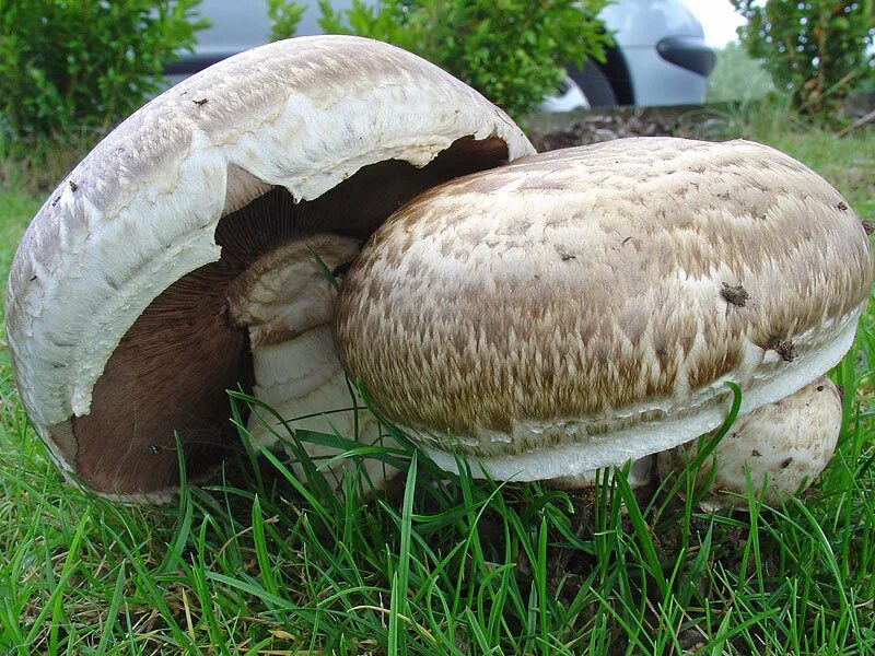 Шампиньон относится к съедобным. Агарикус гриб шампиньон. Шампиньон двуспоровый (Agaricus bisporus). Шампиньон полуобутый (Agaricus subperonatus). Шампиньоны Агарикус.