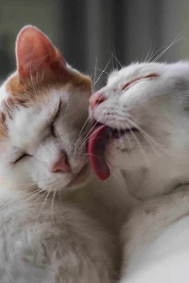 Кот и поцелую. Кошки любовь. поцелуй кота. нежные котики.