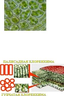 Хлоренхима