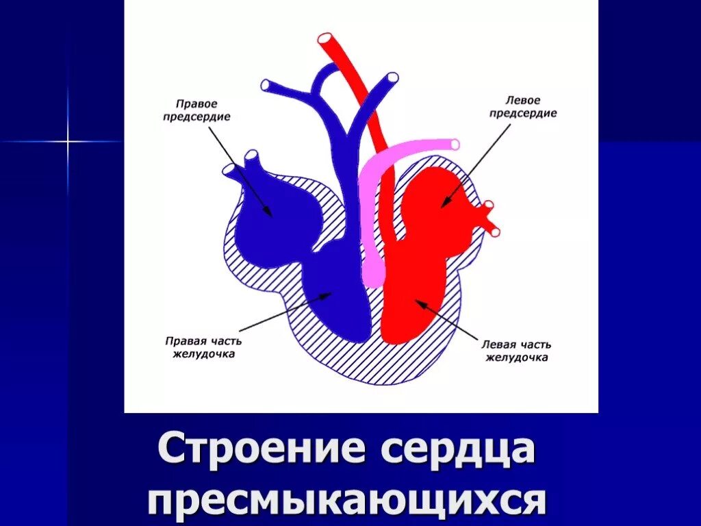 Строение сердца класса пресмыкающихся. Строение сердца рептилий. строение сердца пресмыкающихся схема. схема строения сердца рептилий. строение сердца присмыкающих.
