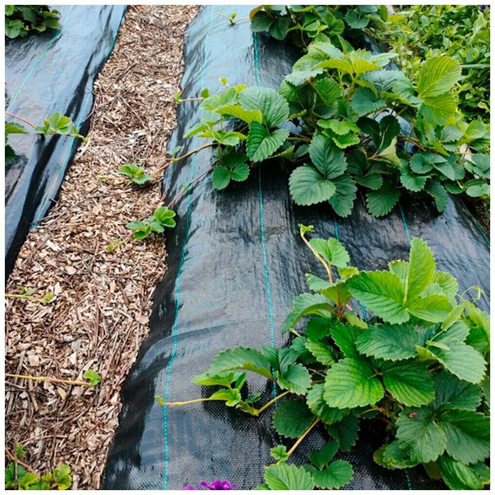 Агроткань застилочная. Агроткань хозагро. Сорняков черный. Паслен санберри. 2x5.