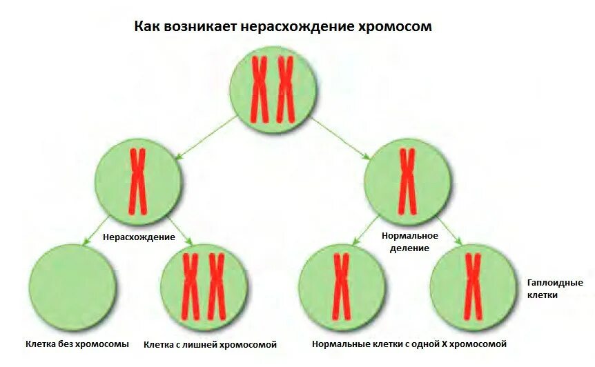 Отсутствие х хромосомы у мужчин. Болезни хромосомы хромосомы. Трисомия 23 пары хромосом. Хромосом в организме человека с синдромом. Хромосомы яйцеклетки.