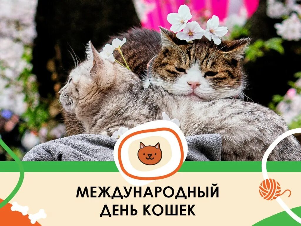 День кошек когда отмечают. Всемирный день кошек. Всемирный день кошек 8 августа. Международный день Коше. Международный день когнк.