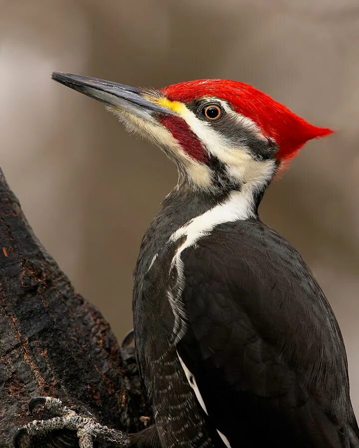 Черногорлый Королевский дятел. Хохлатая Желна. Pileated Woodpecker. Белоклювый дятел. Лапки дятла