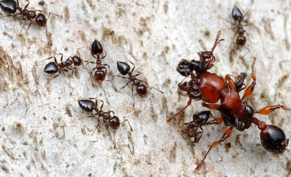 Название армейского муравья. Термиты и муравьи. Красные муравьи термиты. Термиты Королева против муравьёв. Термиты против муравьев.