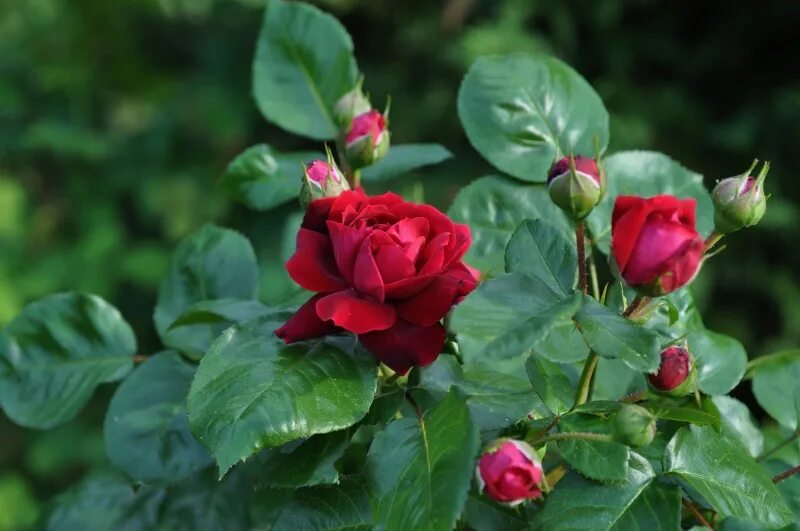 Roses forums