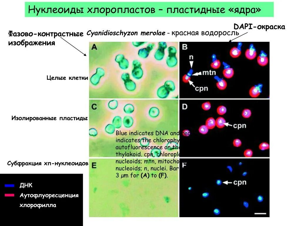 Хлоропласт имеет днк. Геном хлоропластов. Окраска нуклеоида. Гены хлоропластов. Нуклеоид методы выявления.