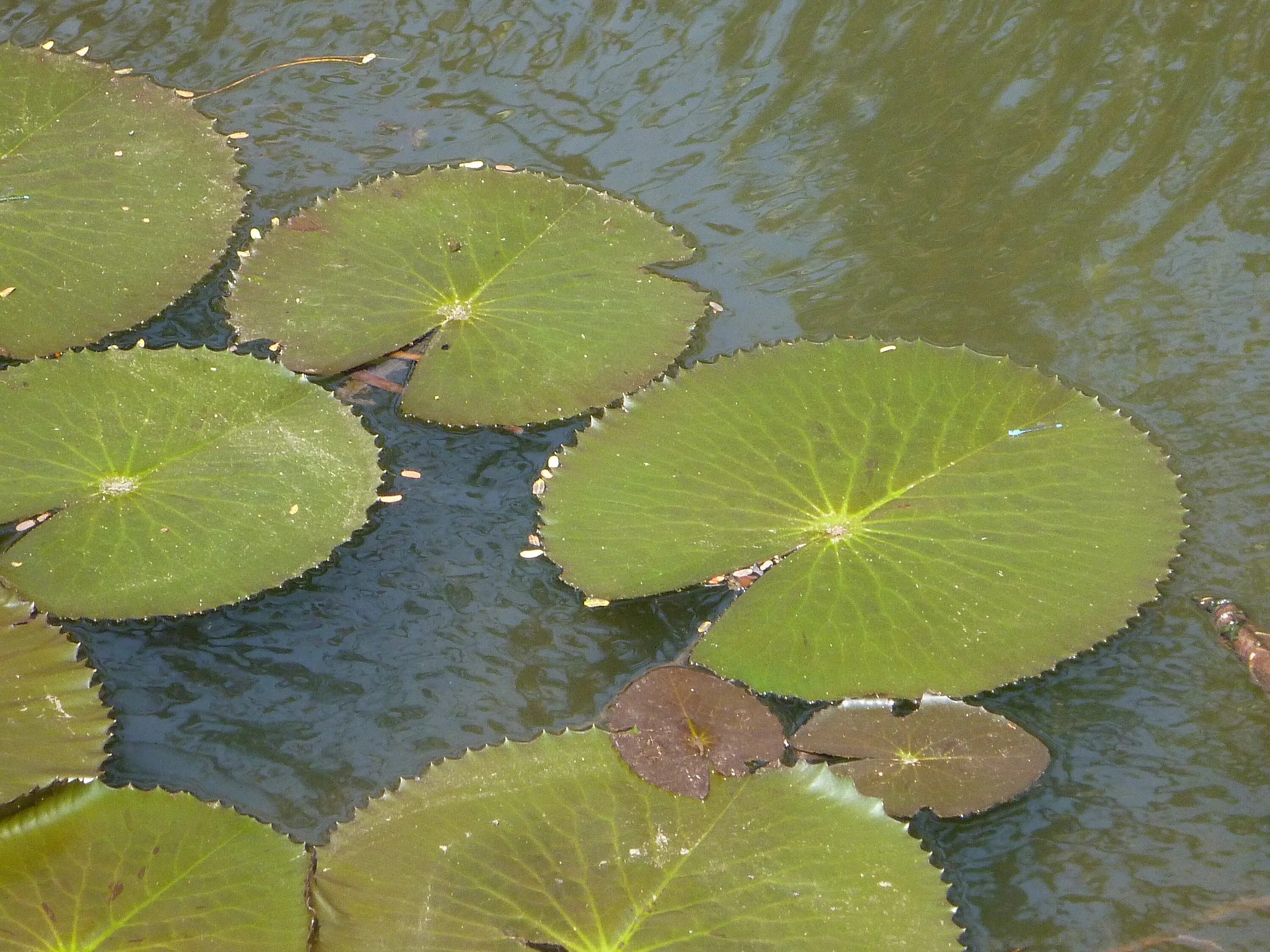 Большие листья на воде