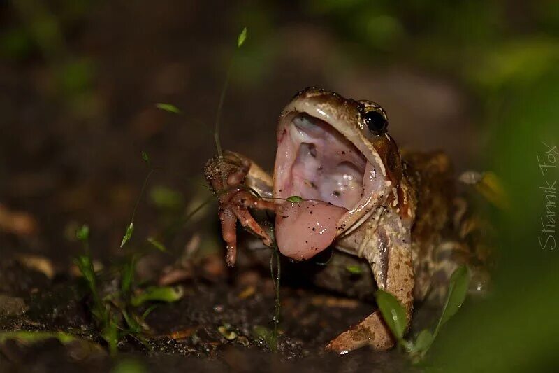 полнозубая квакша. лягушка водонос зубы. жаба открыла рот. крикливая лягушка. лягушка водонос.