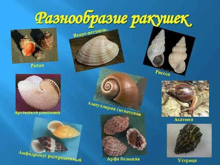 Стихи о ракушках для детей. Загадки ракушки. Ракушки каури на руси. Раковина многозначное слово. Презентация на тему ракушки.