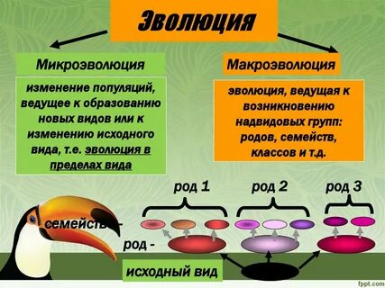 Приводит к возникновению новых популяций видов