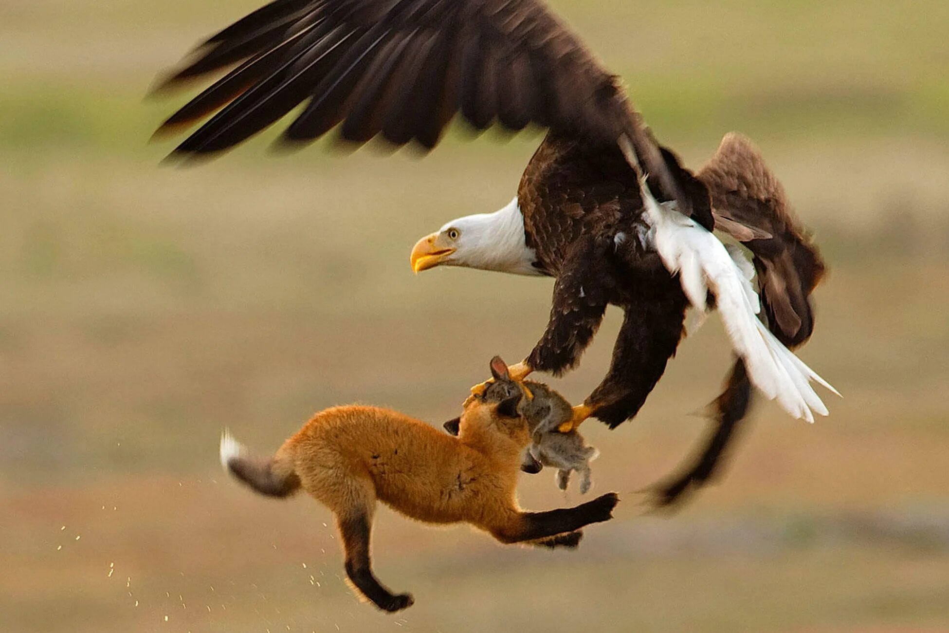 Сокол сапсан на охоте. Большой ястреб охотящийся на уток 7. Ястреб охотится. Птица охотится. Птица охотится.