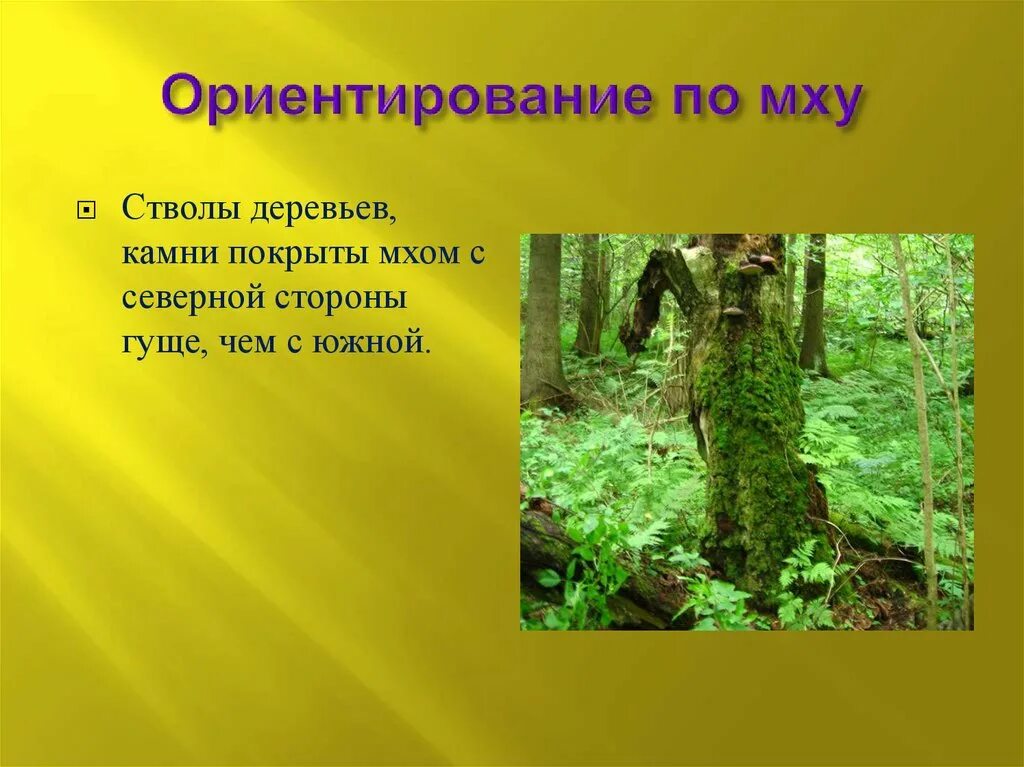 По мху можно определить. Ориентирование по мху. ориентирование на местности по мху. мох ориентирование. мох с северной стороны.