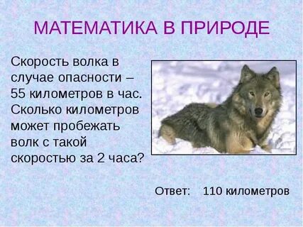 Сколько платят за волка