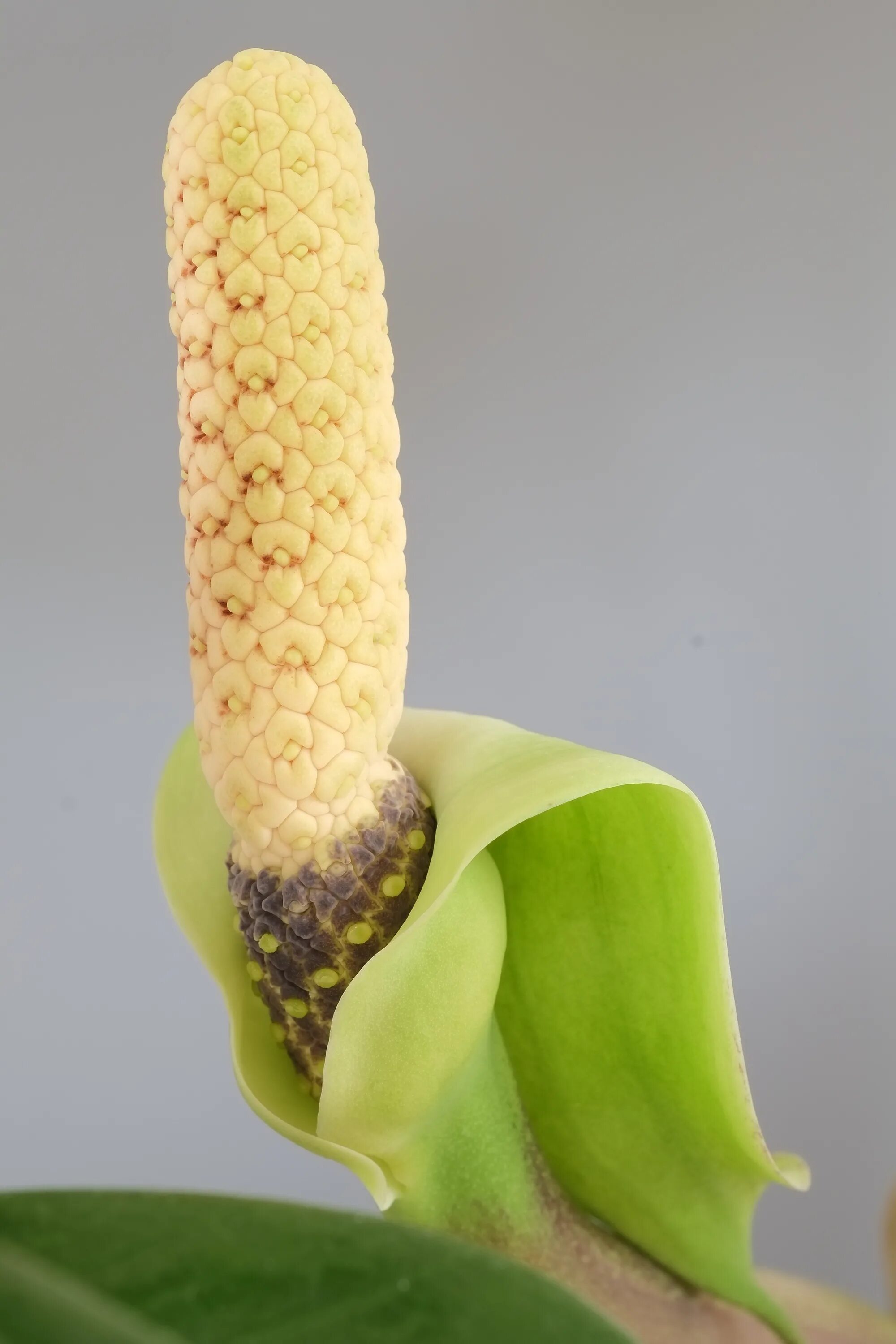 Початок цветок. Spathiphyllum cochlearispathum. Замиокулькасы замиифолиа. Цветы с пушистым початком.
