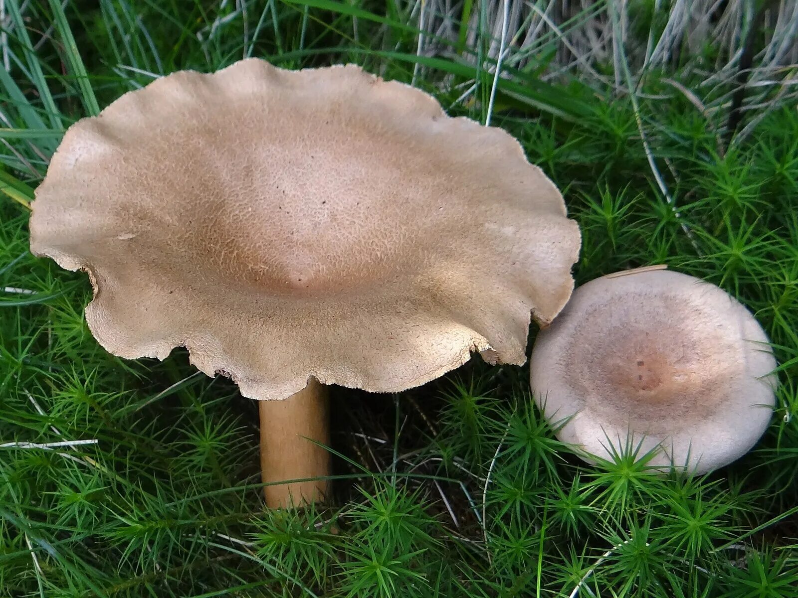 Как выглядит млечник. Млечник серо-розовый lactarius helvus. млечник водянисто-млечный гриб. млечник древесинный грибы. млечник гриб серушка.