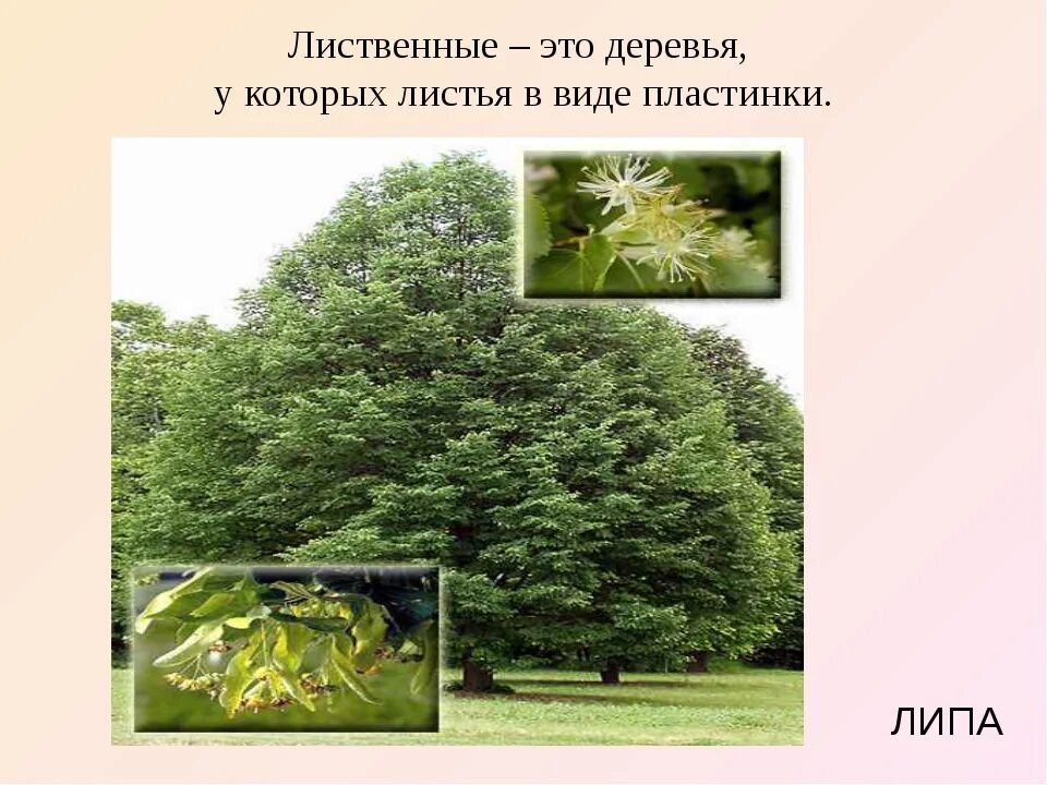 Тип лиственного леса 8