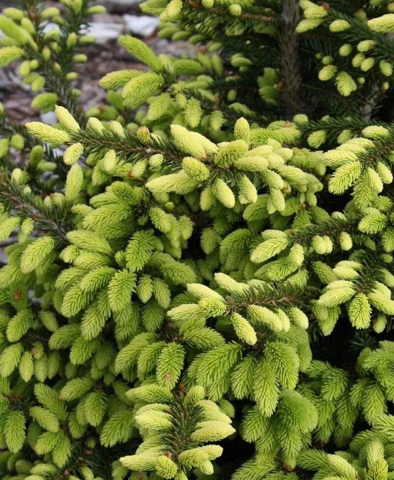 Picea aurea. Picea orientalis summergold. ель восточная (picea orientalis).. picea orientalis aureospicata. ель восточная ауреоспиката.