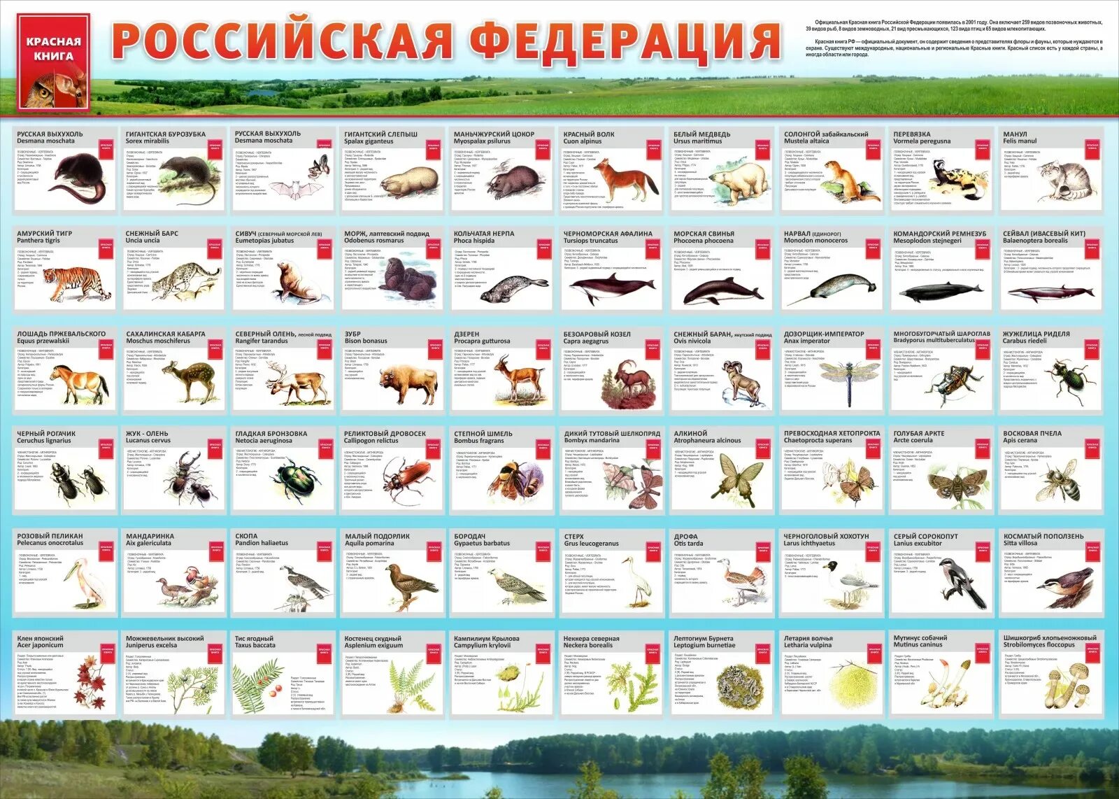 Животные красной книги по алфавиту