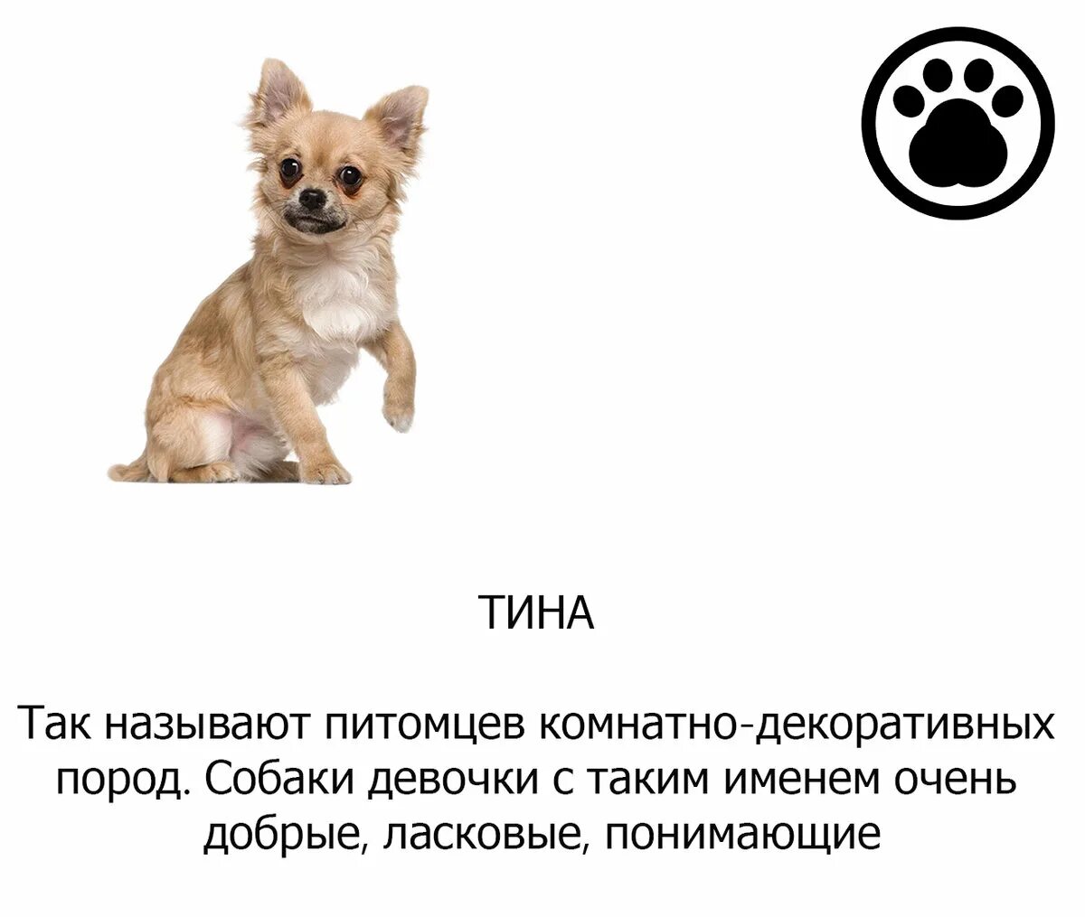 Как можно назвать щенка девочку. Имя для щенка мальчика для маленьких пород собак. собачьи клички для кобелей маленьких пород. клички для собак мальчиков маленьких пород прикольные русские. кличкидл маленьких собак.