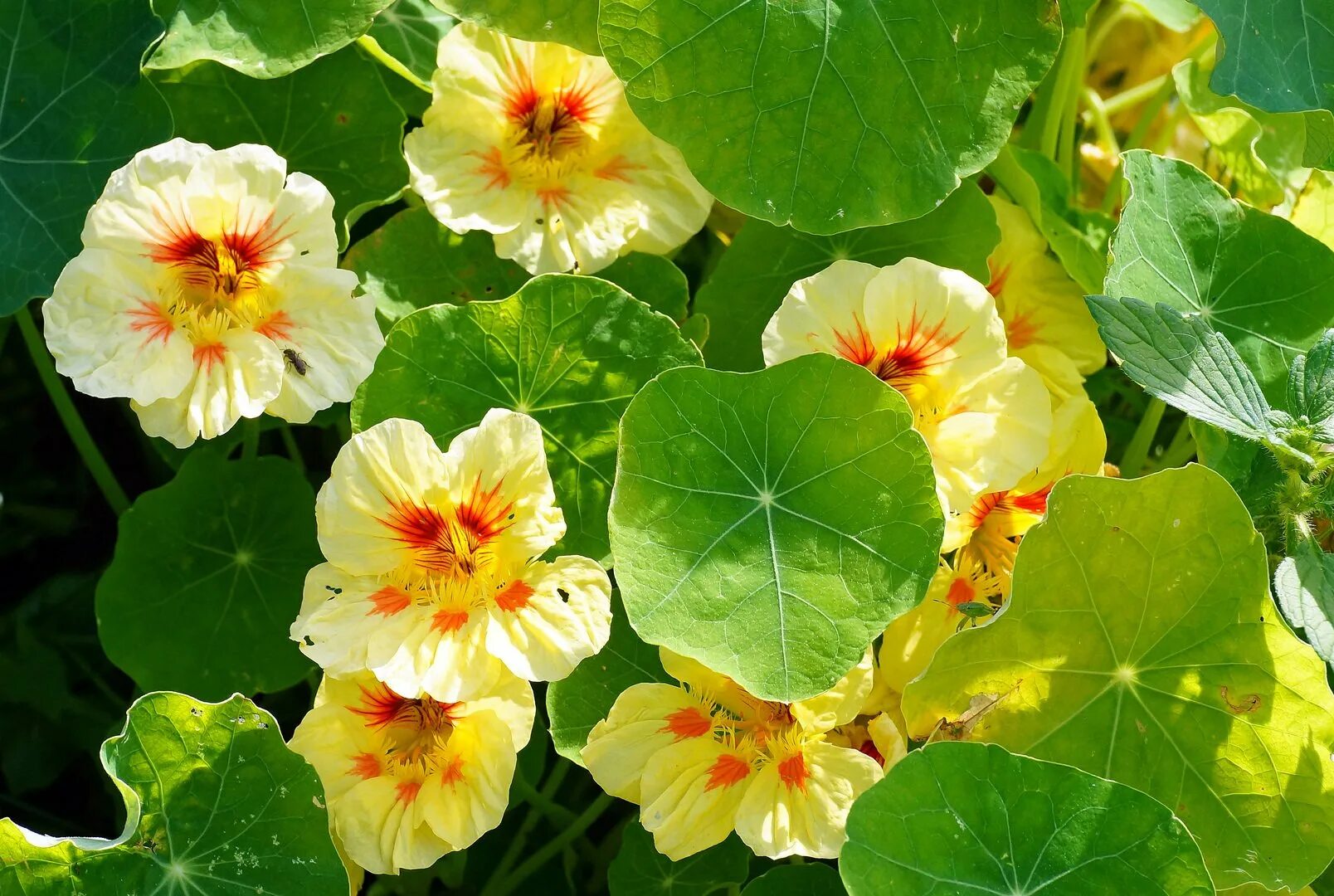 Настурция махровая фото. Настурция(Tropaeolum). Настурция махровая.