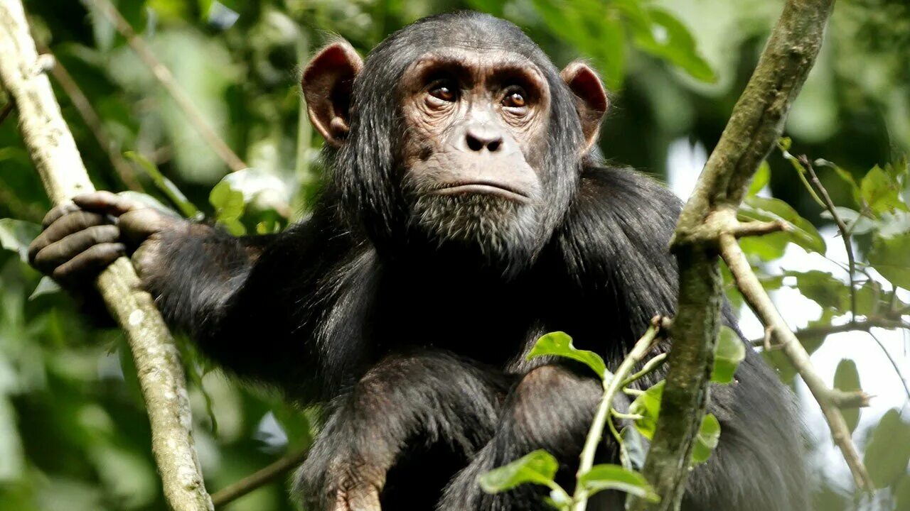 Monkey wallpapers. Приматы шимпанзе. Дикая обезьяна. Высшие приматы. Обои с обезьянами.