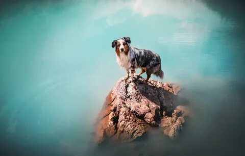 Собакой скала