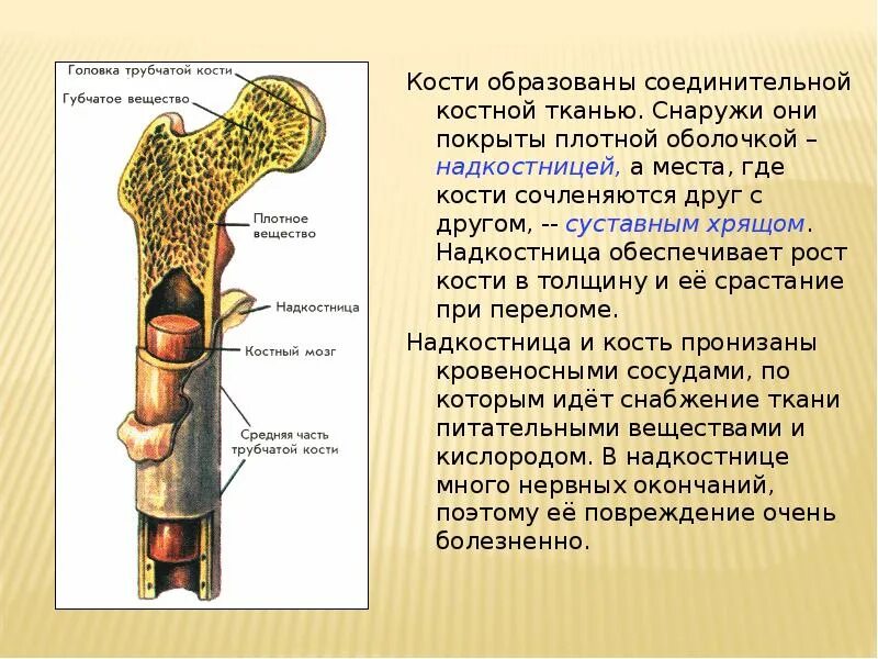 Оболочка образованная плотной соединительной тканью