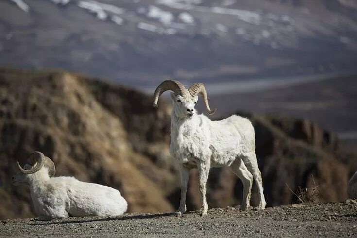 Bighorn Sheep North american animals, Animals wild, Animals beautiful