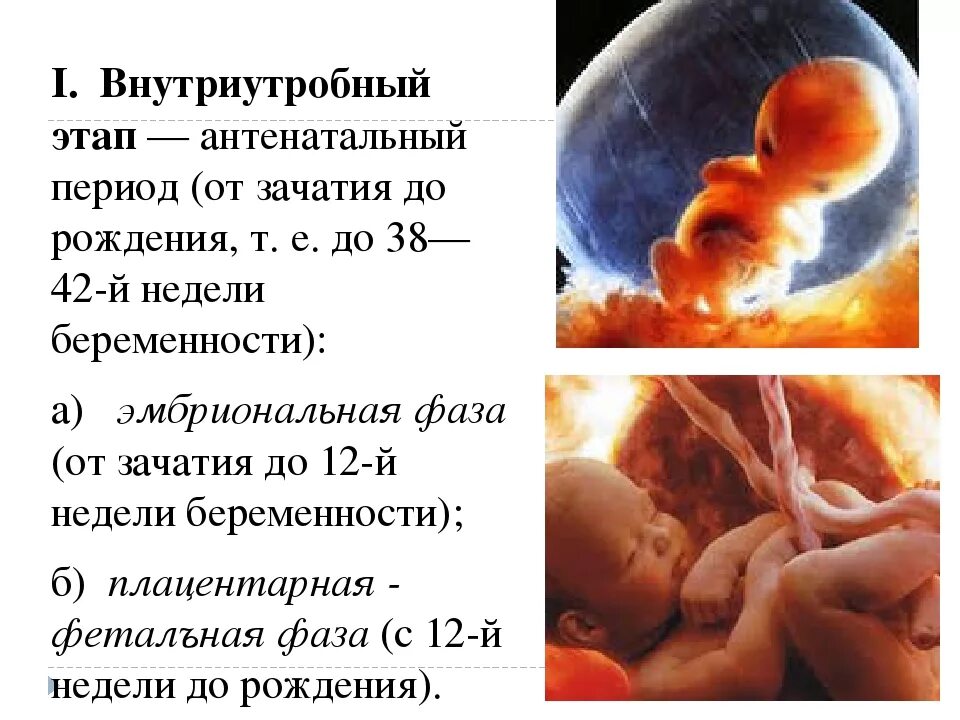 8 12 неделя беременности. Периоды внутриутробного развития. Внутриутробный период развития ребенка. Фазы внутриутробного периода. Антенатальный период.