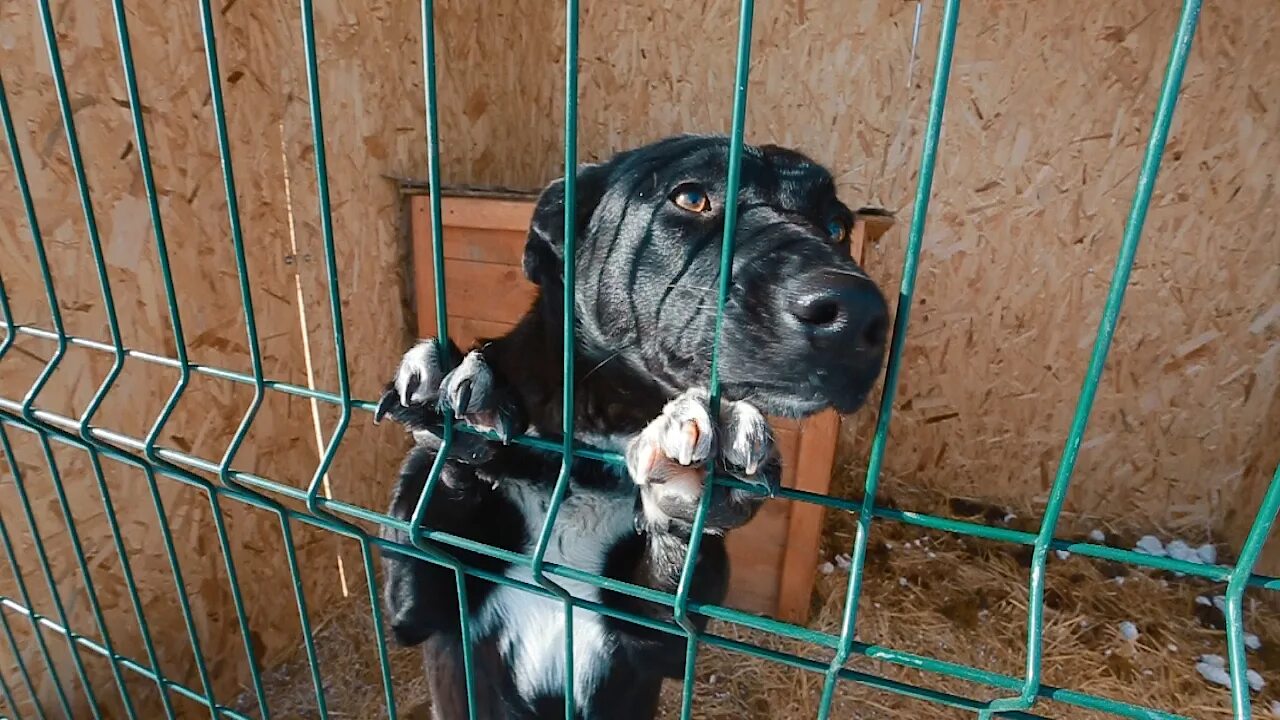 Помощь животным оренбург. Собачий приют в Оренбурге. Приюты для животных Оренбургской. Приют для животных Оренбург 244031. Собачий питомник в Оренбурге.