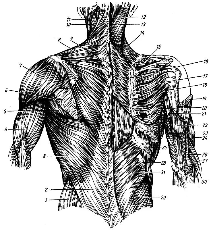 Атлас Синельников мышцы спины. Мышцы спины анатомический атлас. Мышцы спины анатомия послойно.
