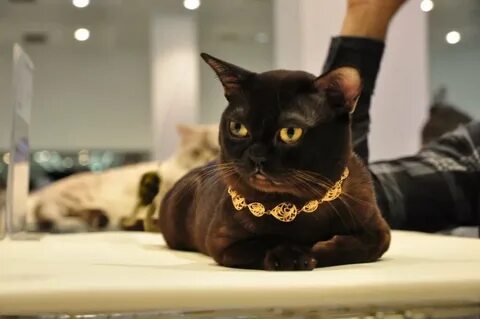Почему бурманских кошек называют королевскими